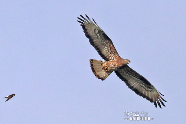 Wespenbussard (Pernis apivorus)