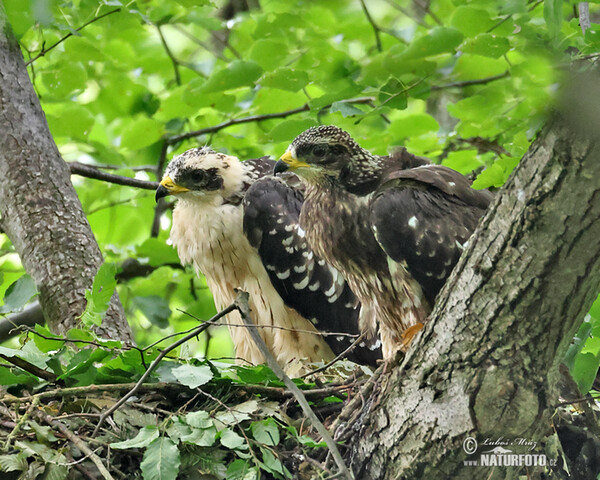 Wespenbussard (Pernis apivorus)