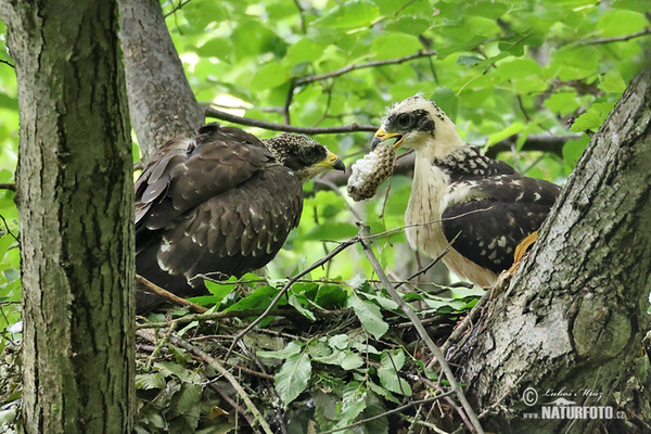 Wespenbussard (Pernis apivorus)