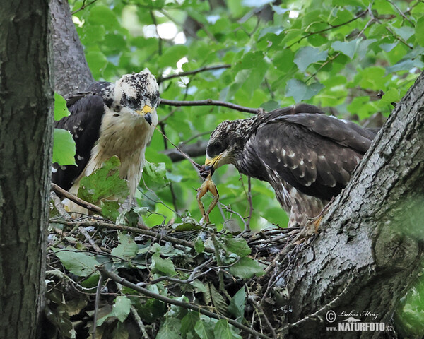 Wespenbussard (Pernis apivorus)