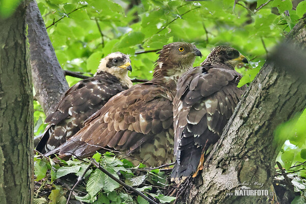 Wespenbussard (Pernis apivorus)