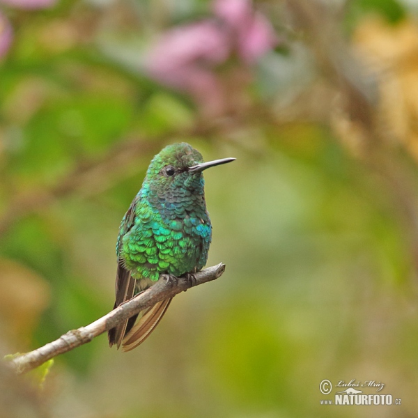 Westandessmaragdkolibri (Chlorostilbon melanorhynchus)