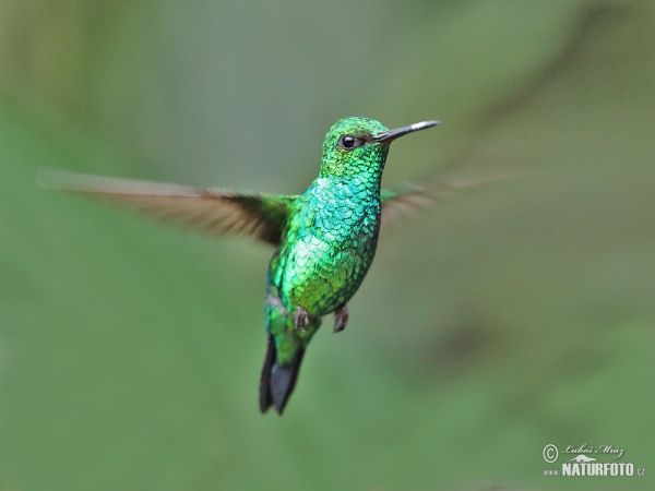 Westandessmaragdkolibri (Chlorostilbon melanorhynchus)