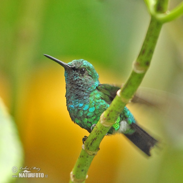 Westandessmaragdkolibri (Chlorostilbon melanorhynchus)