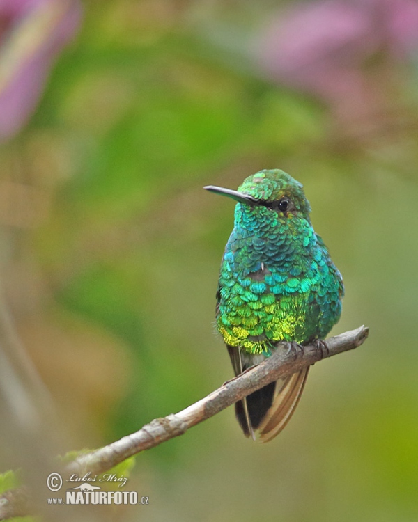 Westandessmaragdkolibri (Chlorostilbon melanorhynchus)