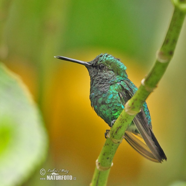 Westandessmaragdkolibri (Chlorostilbon melanorhynchus)