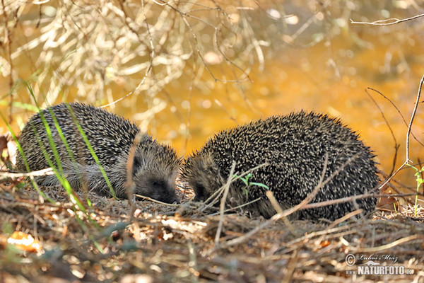 Westigel (Erinaceus europaeus)