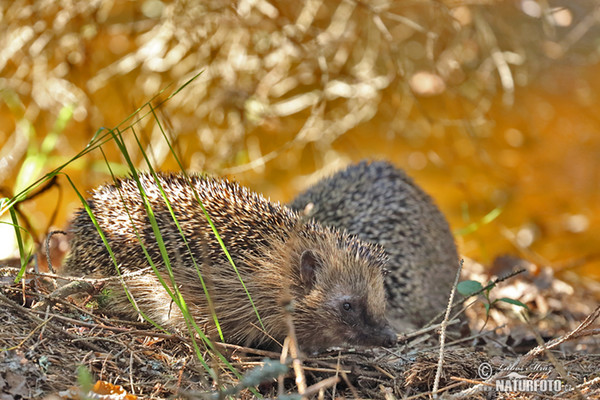 Westigel (Erinaceus europaeus)