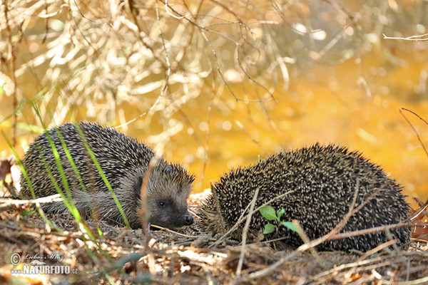 Westigel (Erinaceus europaeus)