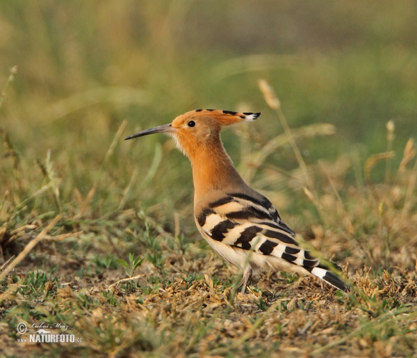 Wiedehopf (Upupa epops)