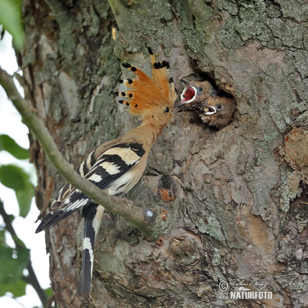 Wiedehopf (Upupa epops)