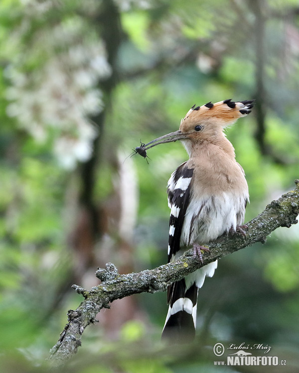 Wiedehopf (Upupa epops)