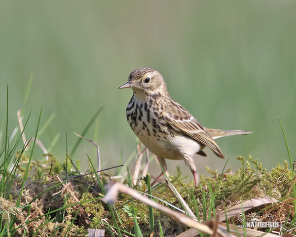 Wiesenpieper (Anthus pratensis)