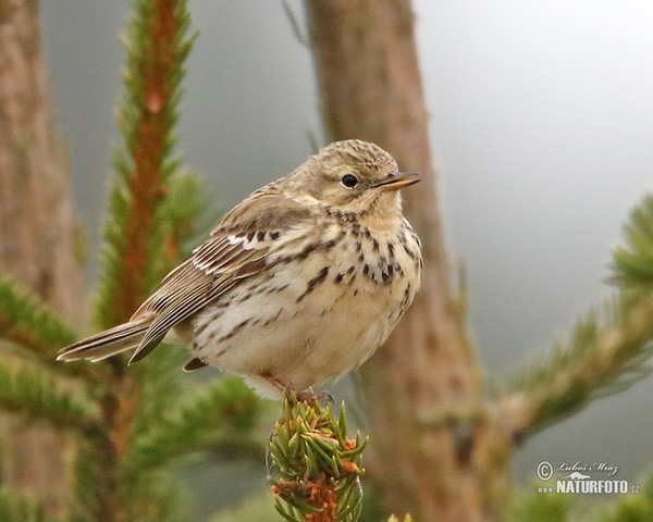 Wiesenpieper (Anthus pratensis)