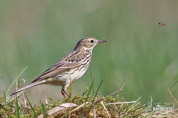 Wiesenpieper (Anthus pratensis)