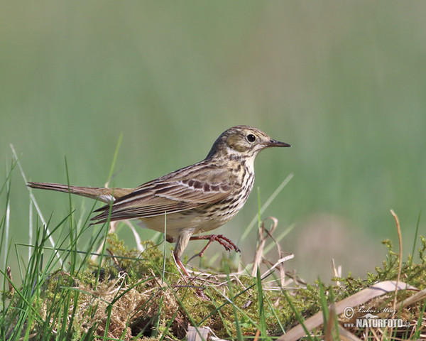 Wiesenpieper (Anthus pratensis)