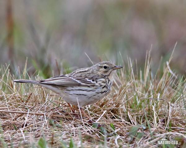 Wiesenpieper (Anthus pratensis)