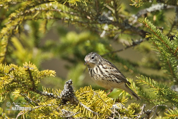 Wiesenpieper (Anthus pratensis)