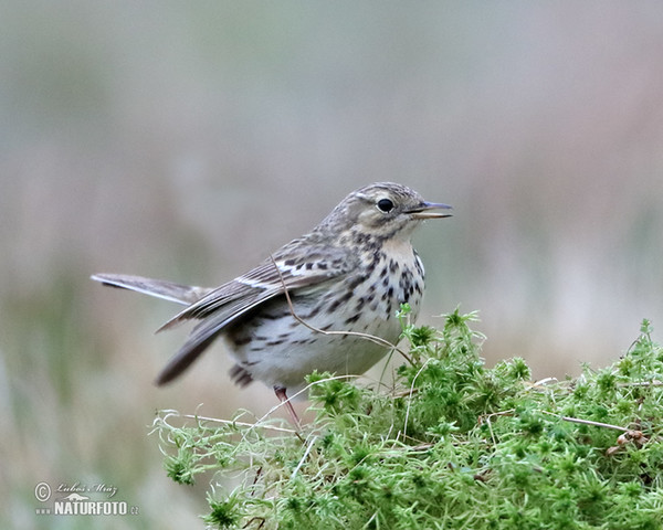 Wiesenpieper (Anthus pratensis)