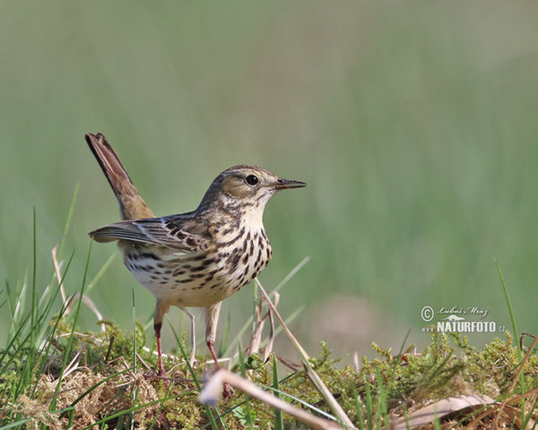 Wiesenpieper (Anthus pratensis)