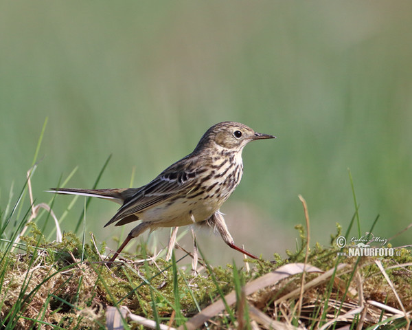 Wiesenpieper (Anthus pratensis)