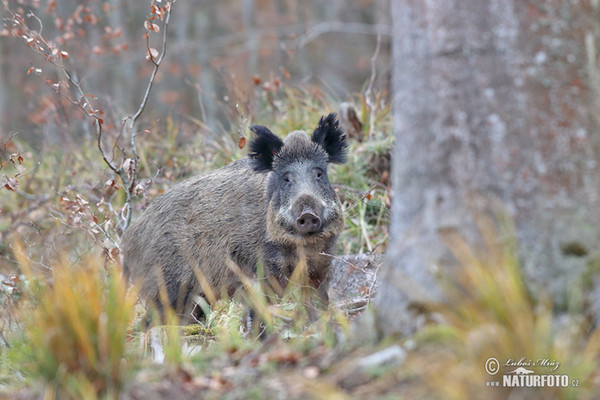 Wildschwein (Sus scrofa)