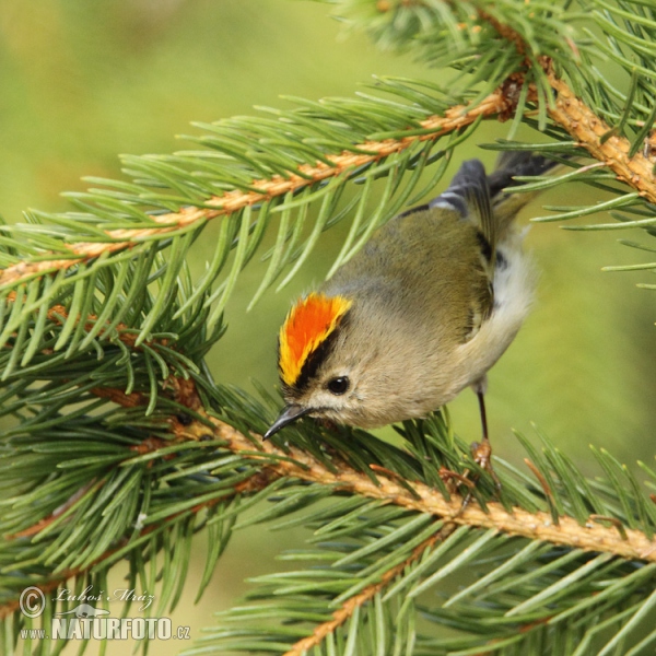 Wintergoldhähnchen (Regulus regulus)