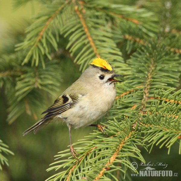 Wintergoldhähnchen (Regulus regulus)