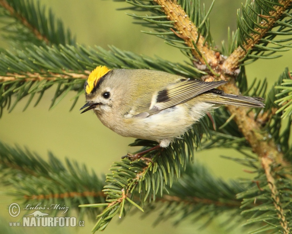 Wintergoldhähnchen (Regulus regulus)