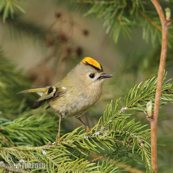 Wintergoldhähnchen (Regulus regulus)