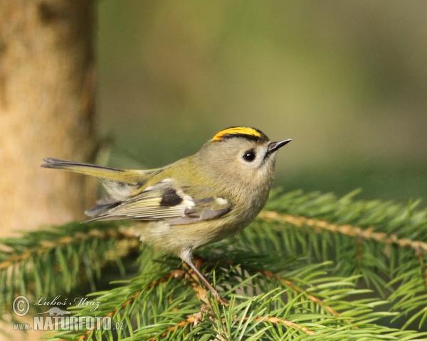 Wintergoldhähnchen (Regulus regulus)