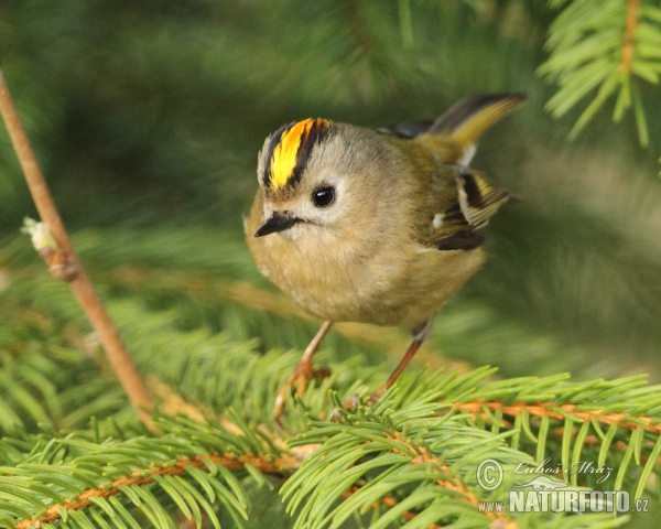 Wintergoldhähnchen (Regulus regulus)