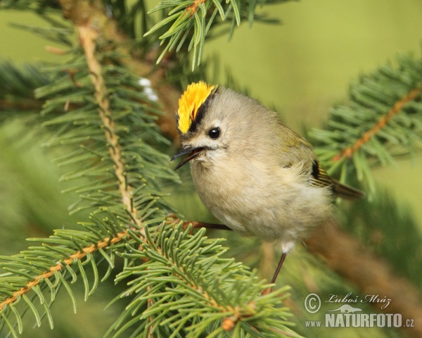 Wintergoldhähnchen (Regulus regulus)