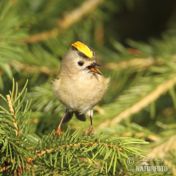 Wintergoldhähnchen (Regulus regulus)