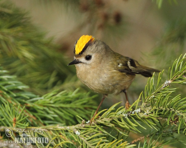 Wintergoldhähnchen (Regulus regulus)