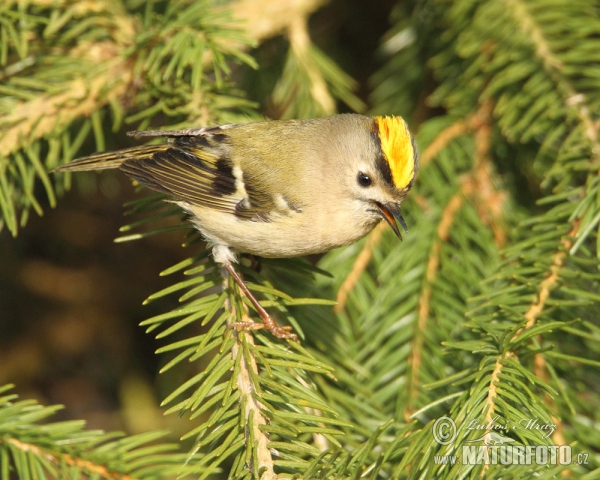 Wintergoldhähnchen (Regulus regulus)