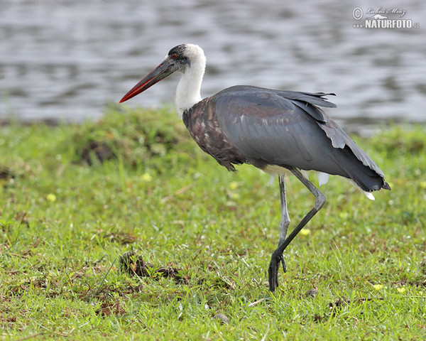 Wollhalsstorch (Ciconia episcopus)