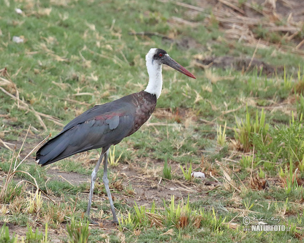 Wollhalsstorch (Ciconia episcopus)