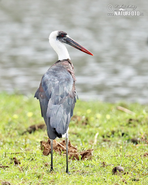 Wollhalsstorch (Ciconia episcopus)