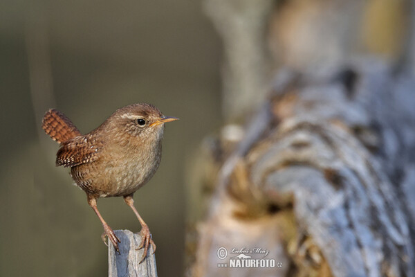 Zaunkönig (Troglodytes troglodytes)