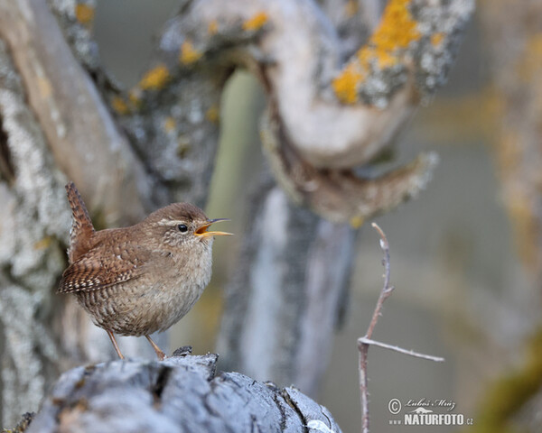 Zaunkönig (Troglodytes troglodytes)