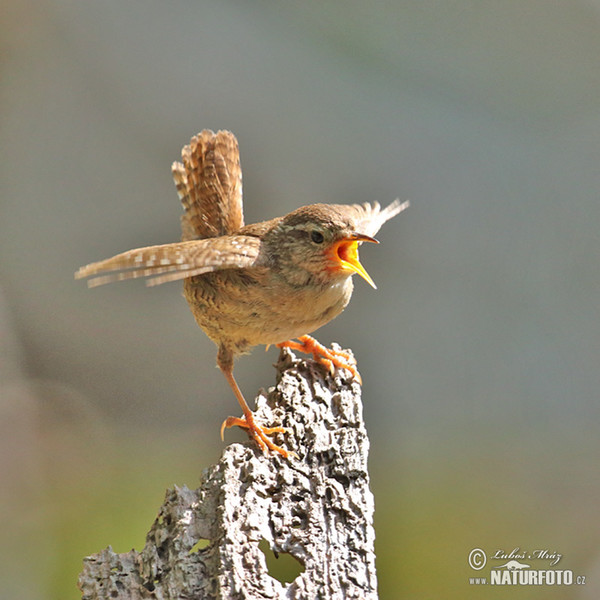 Zaunkönig (Troglodytes troglodytes)