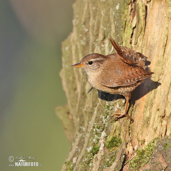 Zaunkönig (Troglodytes troglodytes)