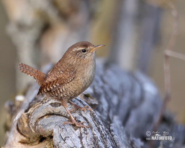 Zaunkönig (Troglodytes troglodytes)