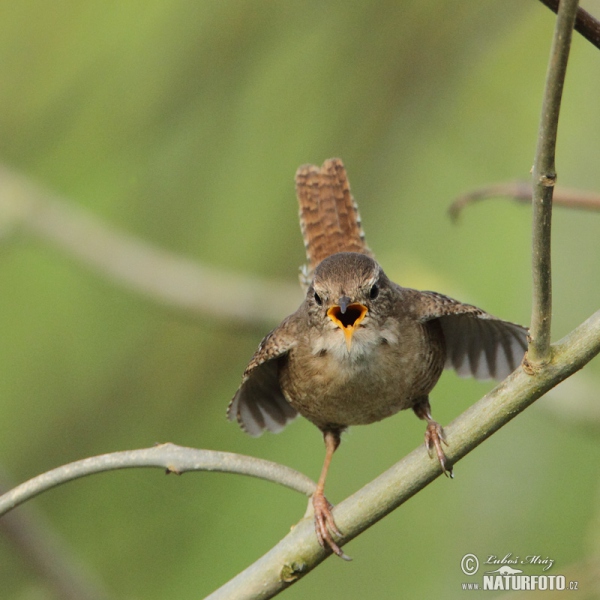 Zaunkönig (Troglodytes troglodytes)