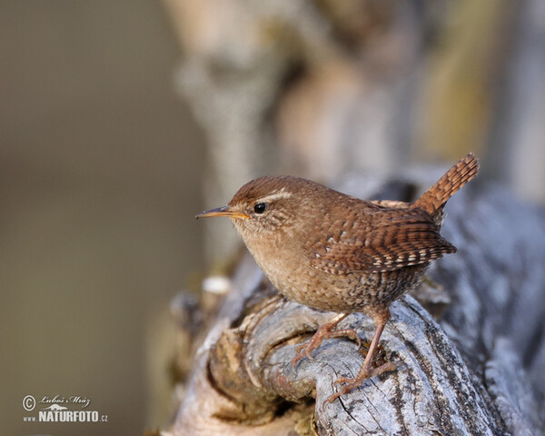 Zaunkönig (Troglodytes troglodytes)