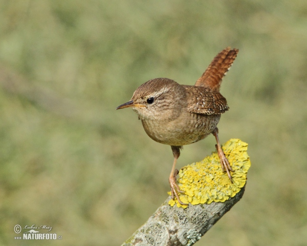 Zaunkönig (Troglodytes troglodytes)