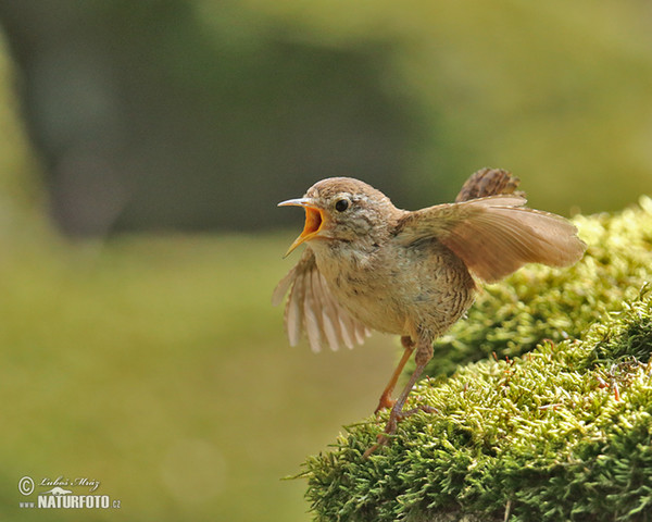 Zaunkönig (Troglodytes troglodytes)