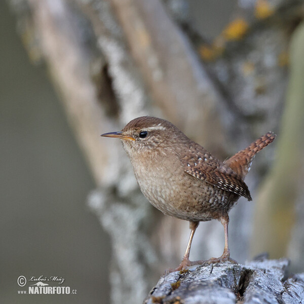 Zaunkönig (Troglodytes troglodytes)