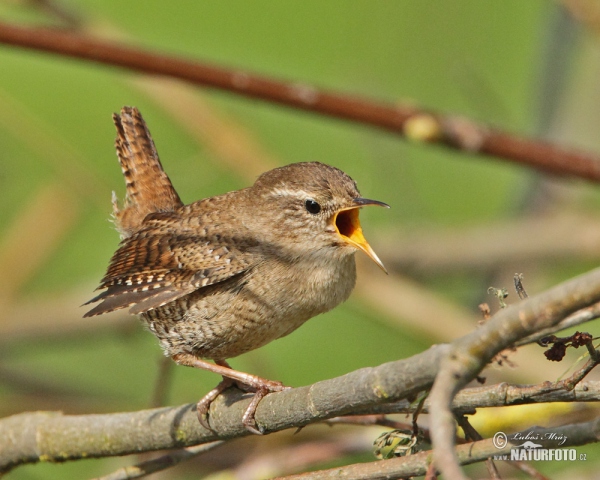 Zaunkönig (Troglodytes troglodytes)